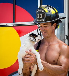 fire rescue dogs