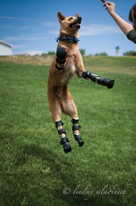 Nakio the Bionic Dog Photo by Lindsey Mladinich-1