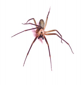 Macro shot of a brown recluse spider on white