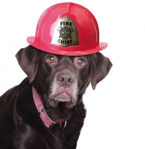 Old labrador retriever wearing a fire fighter helmet, studio iso