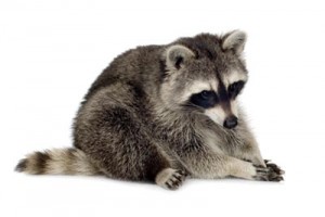 racoon