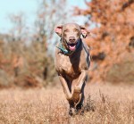 Weimaraner dog running on a dry grass field toward the viewer