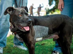 Bomb sniffing dog's life saved by heart surgery at the Flint Animal Cancer Center at the James L Voss Veterinary Teaching Hospitol, September 17, 2014.