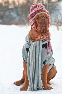 bigstock-Dogue-De-Bordeaux-dressed-with-25892036-300