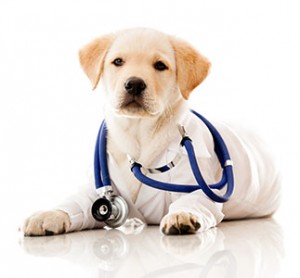 bigstock-Little-dog-as-a-vet-wearing-ro-37083442-300