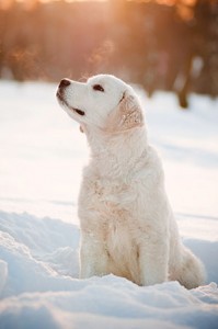 bigstock-adorable-golden-retriever-pupp-44348503-300