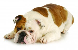 bigstock-sad-dog--english-bulldog-layi-17742035