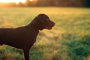 bigstock-chocolate-Labrador-Puppy-30225188