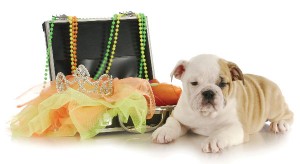 bigstock-english-bulldog-puppy-packed-u-16356752