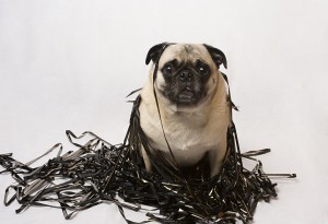 bigstock-Pug-in-a-pile-of-data-tape-7002683