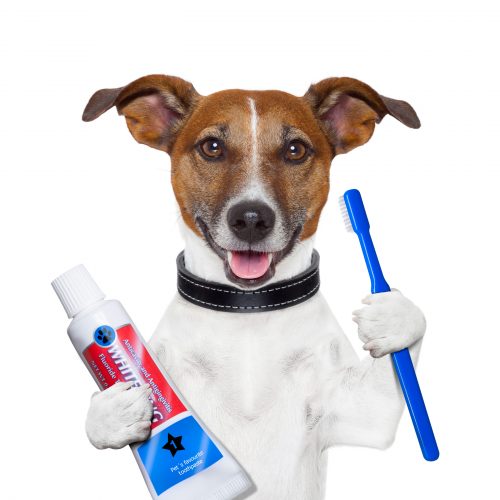 teeth cleaning dog with toothpaste and toothbrush